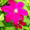 Clematis Sunset (wielkokwiatowy) P9/C1