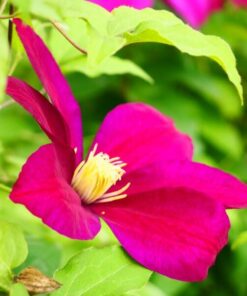Clematis Sunset (wielkokwiatowy) P9/C1 - obrazek 4