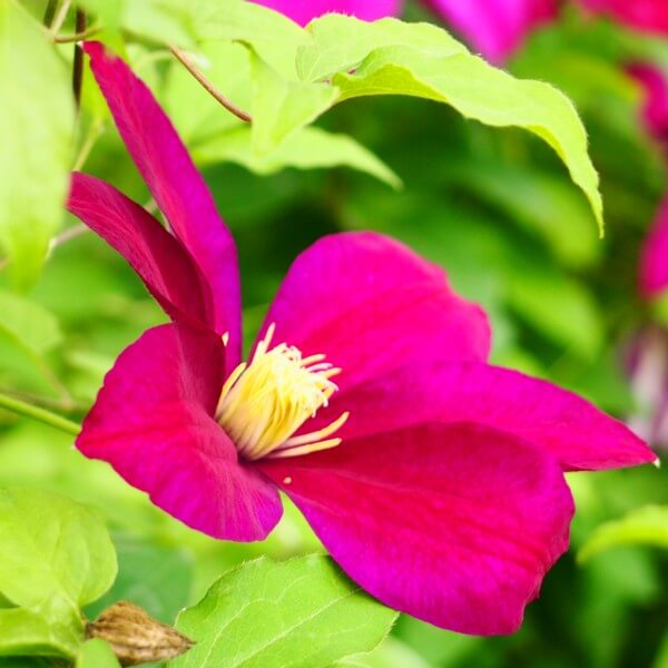 Clematis Sunset (wielkokwiatowy) P9/C1 - obrazek 4