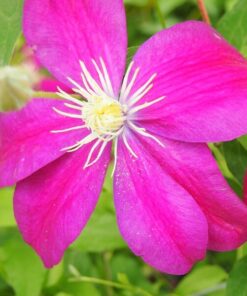 Clematis Sunset (wielkokwiatowy) P9/C1 - obrazek 3