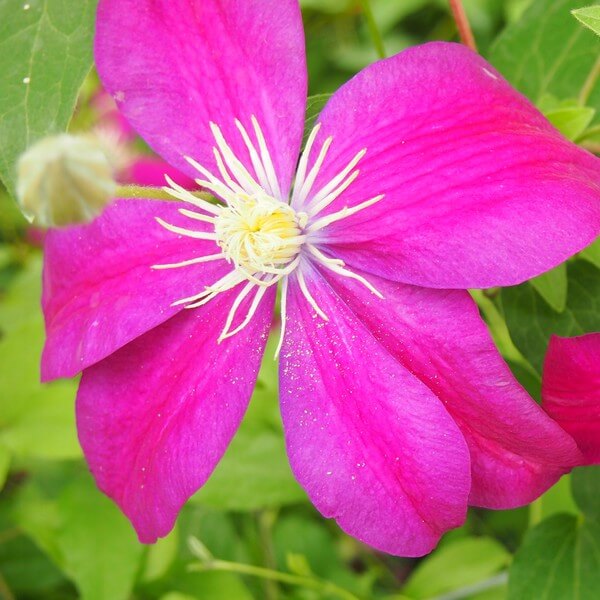 Clematis Sunset (wielkokwiatowy) P9/C1 - obrazek 3