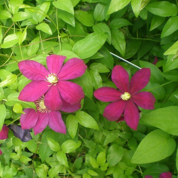 Clematis Sunset (wielkokwiatowy) P9/C1 - obrazek 2
