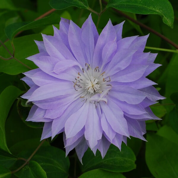 Clematis Teshio (wielkokwiatowy) PEŁNY poj. 4L - obrazek 6