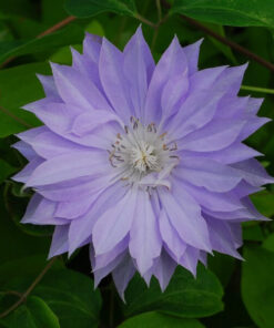 Clematis Teshio (wielkokwiatowy) PEŁNY poj. 2L - obrazek 4