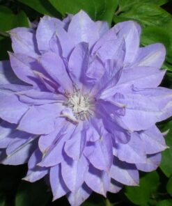Clematis Teshio (wielkokwiatowy) PEŁNY P9/C1 - obrazek 4