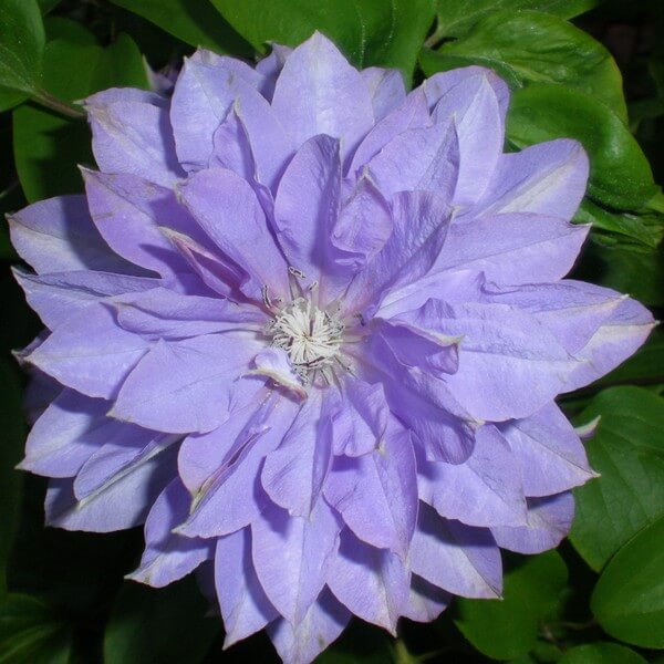 Clematis Teshio (wielkokwiatowy) PEŁNY P9/C1 - obrazek 4