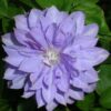 Clematis Teshio (wielkokwiatowy) PEŁNY poj. 2L