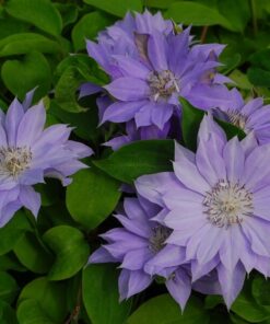 Alternative view of Clematis Teshio (wielkokwiatowy) PEŁNY P9/C1