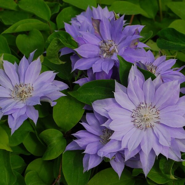 Clematis Teshio (wielkokwiatowy) PEŁNY poj. 4L - obrazek 4