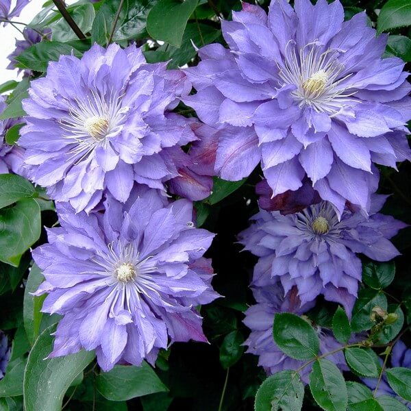 Clematis Teshio (wielkokwiatowy) PEŁNY poj. 4L - obrazek 3