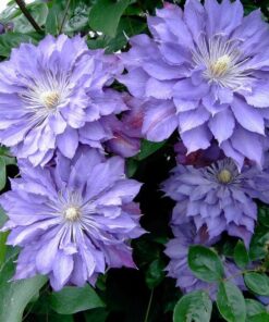 Clematis Teshio (wielkokwiatowy) PEŁNY poj. 2L - obrazek 2