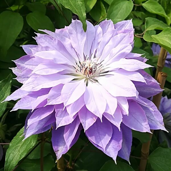 Clematis Teshio (wielkokwiatowy) PEŁNY P9/C1 - obrazek 5