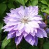 Clematis Teshio (wielkokwiatowy) PEŁNY poj. 4L