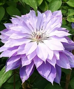 Clematis Teshio (wielkokwiatowy) PEŁNY poj. 2L - obrazek 5