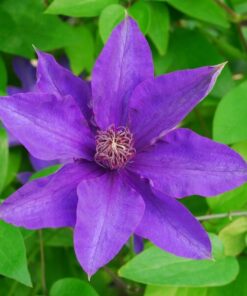 Clematis The President (wielkokwiatowy) poj, 4L - obrazek 4