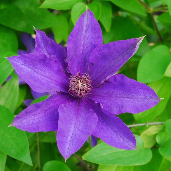 Clematis The President (wielkokwiatowy) poj, 2L - obrazek 5