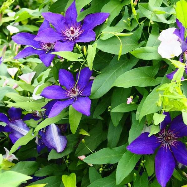 Clematis The President (wielkokwiatowy) poj, 4L - obrazek 3