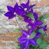 Clematis The President (wielkokwiatowy) poj, 4L