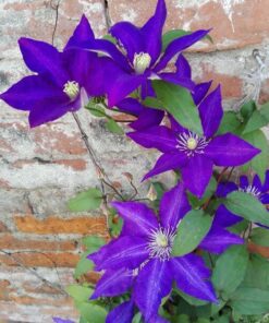 Clematis The President (wielkokwiatowy) poj, 2L - obrazek 4
