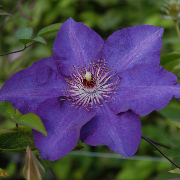 Clematis The President (wielkokwiatowy) poj, 4L - obrazek 5