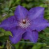 Clematis The President (wielkokwiatowy) poj, 2L