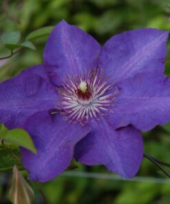 Clematis The President (wielkokwiatowy) P9/C1 - obrazek 5