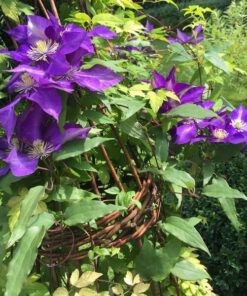 Alternative view of Clematis The President (wielkokwiatowy) poj, 4L