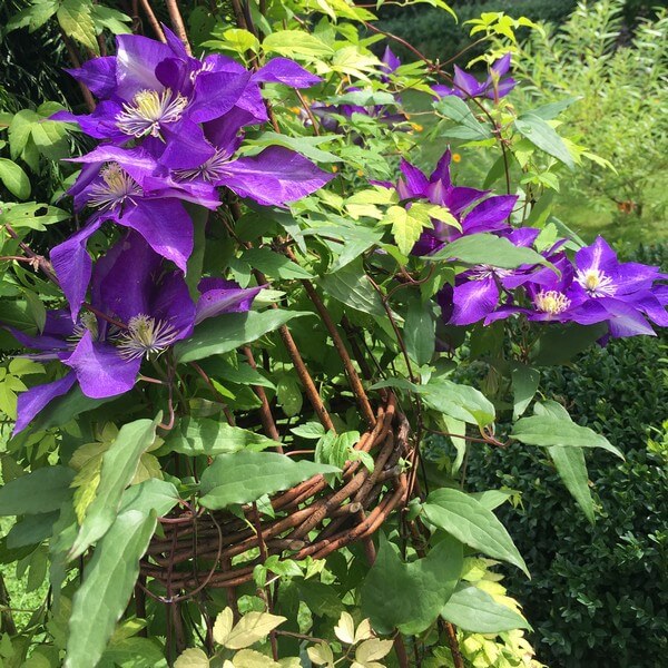 Clematis The President (wielkokwiatowy) poj, 4L - obrazek 2