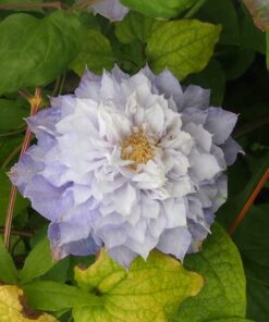 Clematis Veronica's Choice (wielkokwiatowy) PEŁNY poj. 2l - obrazek 4