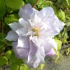 Clematis Veronica's Choice (wielkokwiatowy) PEŁNY poj. 2l