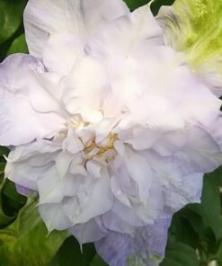 Clematis Veronica's Choice (wielkokwiatowy) PEŁNY poj. 2l - obrazek 3