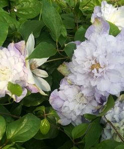 Clematis Veronica's Choice (wielkokwiatowy) PEŁNY poj. 2l - obrazek 2