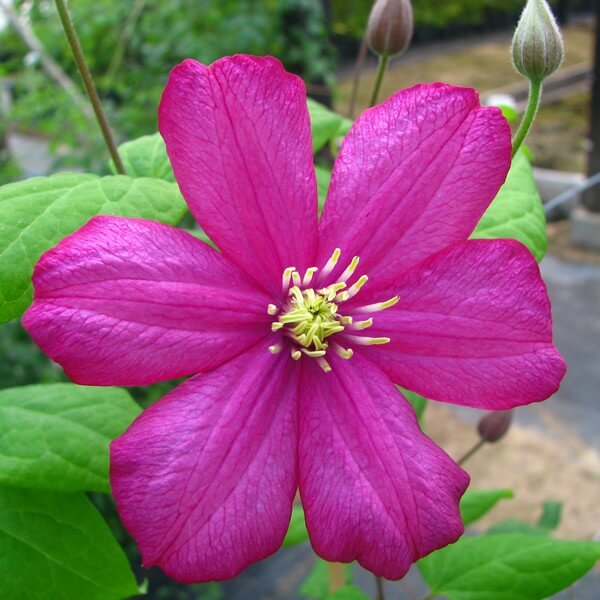Clematis Ville de Lyon P9/C1 - obrazek 4