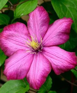 Clematis Ville de Lyon P9/C1