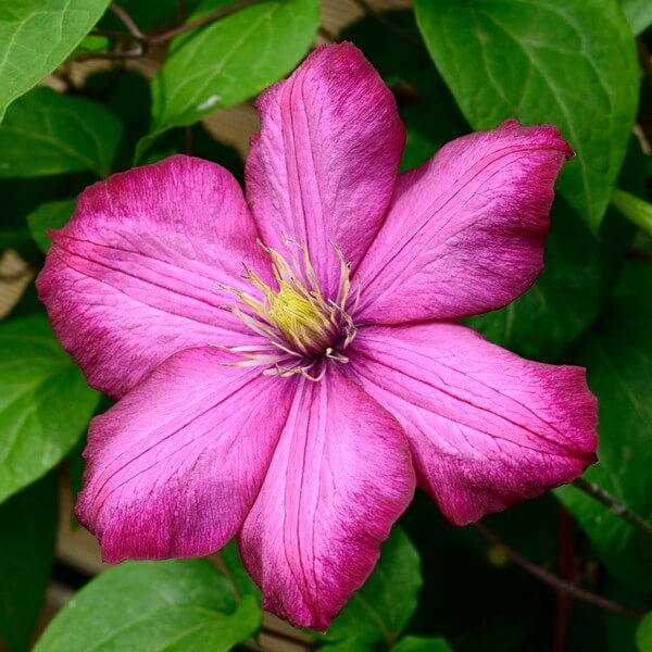 Clematis Ville de Lyon P9/C1