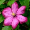 Clematis Ville de Lyon poj, 4L