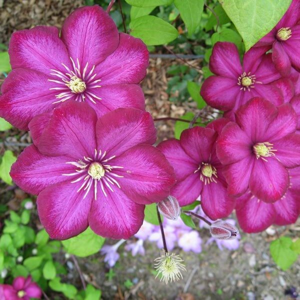 Clematis Ville de Lyon P9/C1 - obrazek 2