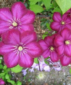 Clematis Ville de Lyon poj, 4L - obrazek 2