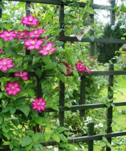 Clematis Ville de Lyon poj, 4L - obrazek 4