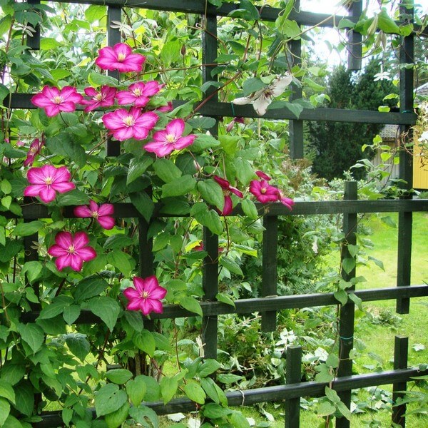Clematis Ville de Lyon poj, 4L - obrazek 4
