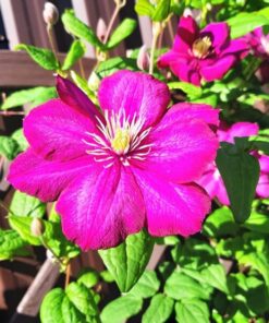 Clematis Ville de Lyon P9/C1 - obrazek 5