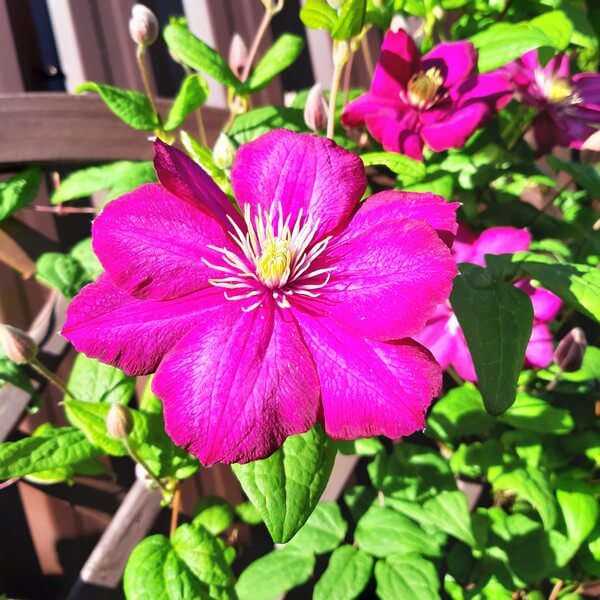 Clematis Ville de Lyon poj, 4L - obrazek 3