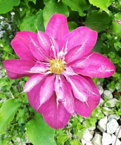 Clematis Vino (wielkokwiatowy) poj, 4L - obrazek 5
