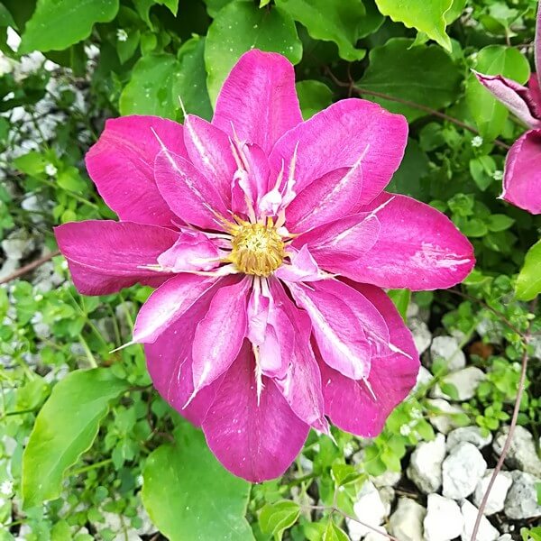 Clematis Vino (wielkokwiatowy) poj, 4L - obrazek 5