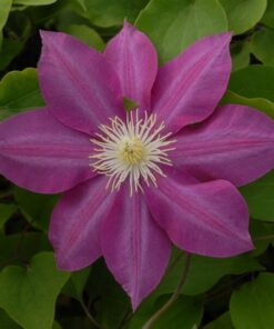Clematis Vino (wielkokwiatowy) poj, 4L - obrazek 4