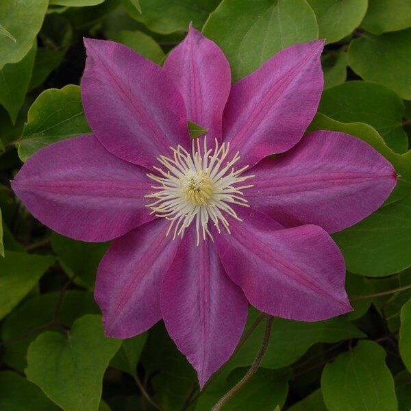 Clematis Vino (wielkokwiatowy) poj, 4L - obrazek 4
