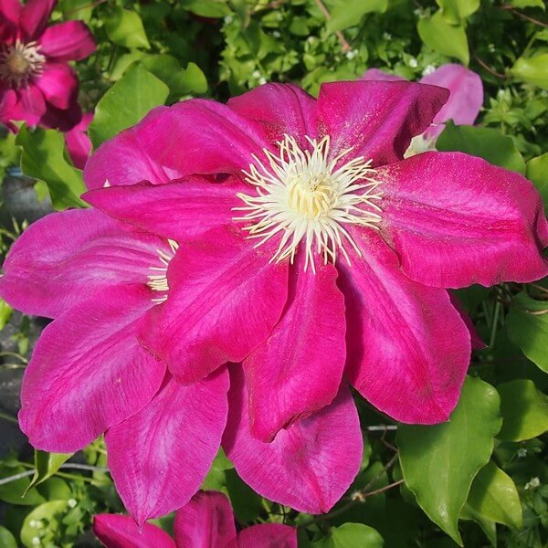 Clematis Vino (wielkokwiatowy) poj, 4L - obrazek 3
