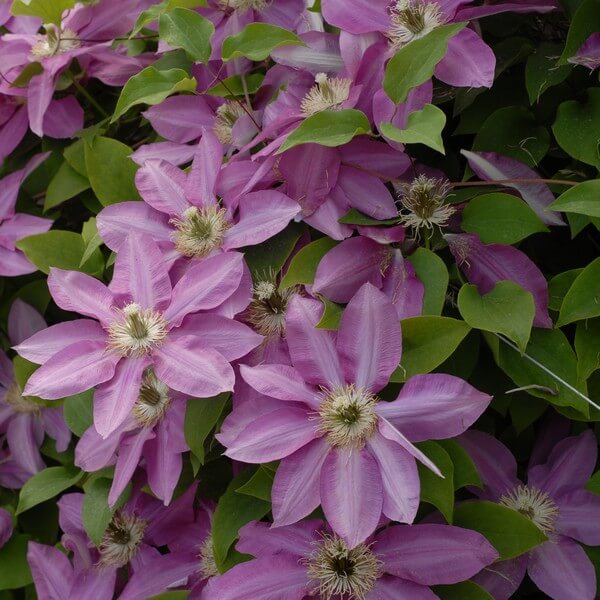 Clematis Vino (wielkokwiatowy) poj, 4L - obrazek 2
