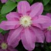 Clematis Vino (wielkokwiatowy) poj, 4L
