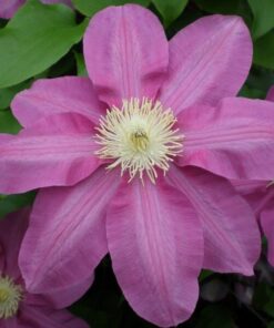 Clematis Vino (wielkokwiatowy) P9/C1 - obrazek 3